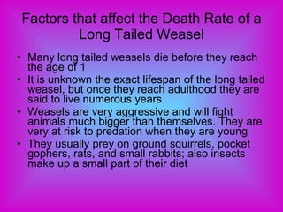Factors that affect the Death Rate of a Long Tailed Weasel Many long tailed weasels die before they reach the age of 1 It is unknown the exact lifespan of the long tailed weasel, but once they reach adulthood they are said to live numerous years Weasels are very aggressive and will fight animals much bigger than themselves. They are very at risk to predation when they are young They usually prey on ground squirrels, pocket gophers, rats, and small rabbits; also insects make up a small part of their diet  