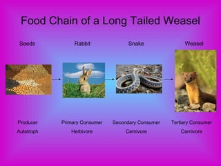 Food Chain of a Long Tailed Weasel Producer Autotroph Primary Consumer Herbivore Secondary Consumer Carnivore Tertiary Consumer Carnivore Seeds   Rabbit   Snake   Weasel 