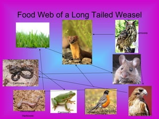 Food Web of a Long Tailed Weasel Producer Carnivore Carnivore Decomposer Herbivore Carnivore Carnivore Omnivore Carnivore Omnivore 
