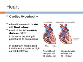Long term effects of exercise on cv & energy systems | PPT