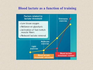 Blood lactate as a function of training 