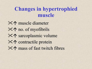 Changes in hypertrophied muscle    muscle diameter    no. of myofibrils    sarcoplasmic volume    contractile protein    mass of fast twitch fibres 