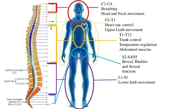 muscle synergy spinal cord injury muscle synergy spinal cord injury