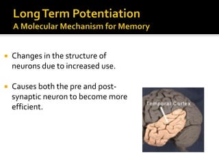 

Changes in the structure of
neurons due to increased use.



Causes both the pre and postsynaptic neuron to become more
efficient.

 