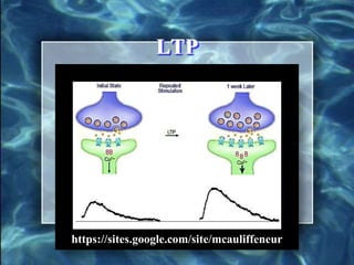 Long term potentiation | PPSX