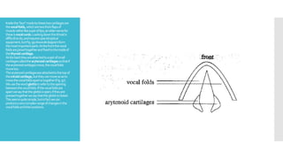 Insidethe"box"madebythesetwocartilagesare
thevocalfolds,whicharetwothickflapsof
muscleratherlikeapairoflips;anoldernamefor
theseisvocalcords.Lookingdownthethroatis
difficulttodo,andrequiresspecialoptical
equipment,butFig.99showsindiagramform
themostimportantparts.Atthefrontthevocal
foldsarejoinedtogetherandfixedtotheinsideof
thethyroidcartilage.
Atthebacktheyareattachedtoapairofsmall
cartilagescalledthearytenoidcartilagessothatif
thearytenoidcartilagesmove,thevocalfolds
movetoo.
Thearytenoidcartilagesareattachedtothetopof
thecricoidcartilage,buttheycanmovesoasto
movethevocalfoldsapartortogether(Fig.97).
Weusethewordglottistorefertotheopening
betweenthevocalfolds.Ifthevocalfoldsare
apartwesaythattheglottisisopen;iftheyare
pressedtogetherwesaythattheglottisisclosed.
Thisseemsquitesimple,butinfactwecan
produceaverycomplexrangeofchangesinthe
vocalfoldsandtheirpositions.
 