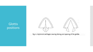 Glottis
positions
 