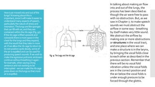 Howisairmovedintoandoutofthe
lungs?Knowingaboutthisis
important,sinceitwillmakeiteasierto
understand manyaspectsofspeech,
particularlythenatureofstressand
intonation.Thelungsarelikesponges
thatcanfillwithair,andtheyare
contained withintheribcage(Fig.97).
Iftheribcageisliftedupwardsand
outwardsthereismorespaceinthe
chestforthelungsandtheyexpand,
withtheresultthattheytakeinmore
air.Ifweallowtheribcagetoreturnto
itsrestpositionquiteslowly,someof
theairisexpelledandcanbeusedfor
producingspeechsounds.Ifwewishto
maketheegressive pulmonicairstream
continuewithoutbreathinginagain -
forexample,whensayingalong
sentence andnotwantingtobe
interrupted-wecanmaketheribcage
pressdownonthelungssothatmore
airisexpelled.
In talking about making air flow
into and out of the lungs, the
process has been described as
though the air were free to pass
with no obstruction. But, as we
saw in Chapter 7, to make speech
sounds we must obstruct the
airflow in some way - breathing
by itself makes very little sound.
We obstruct the airflow by
making one or more obstructions
or structures in the vocal tract,
and one place where we can
make a structure is in the larynx,
by bringing the vocal folds close
to each other as described in the
previous section. Remember that
there will be no vocal fold
vibration unless the vocal folds
are in the correct position and
the air below the vocal folds is
under enough pressure to be
forced through the glottis.
 