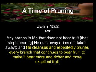 A Time of Pruning

                  John 15:2
                      AMP

 Any branch in Me that does not bear fruit [that
 stops bearing] He cuts away (trims off, takes
away); and He cleanses and repeatedly prunes
  every branch that continues to bear fruit, to
    make it bear more and richer and more
                 excellent fruit
 