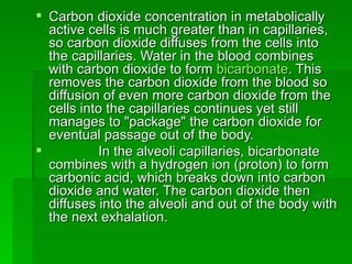 Carbon dioxide concentration in metabolically active cells is much greater than in capillaries, so carbon dioxide diffuses from the cells into the capillaries. Water in the blood combines with carbon dioxide to form  bicarbonate . This removes the carbon dioxide from the blood so diffusion of even more carbon dioxide from the cells into the capillaries continues yet still manages to "package" the carbon dioxide for eventual passage out of the body. In the alveoli capillaries, bicarbonate combines with a hydrogen ion (proton) to form carbonic acid, which breaks down into carbon dioxide and water. The carbon dioxide then diffuses into the alveoli and out of the body with the next exhalation. 