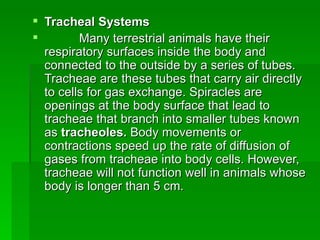 Tracheal Systems Many terrestrial animals have their respiratory surfaces inside the body and connected to the outside by a series of tubes. Tracheae are these tubes that carry air directly to cells for gas exchange. Spiracles are openings at the body surface that lead to tracheae that branch into smaller tubes known as  tracheoles.  Body movements or contractions speed up the rate of diffusion of gases from tracheae into body cells. However, tracheae will not function well in animals whose body is longer than 5 cm.  