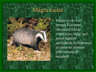 Mägra kaitse
• Mäger ei ole veel
praegu Euroopas
ohustatud liikide
nimekirjas, kuigi igal
aastal hukkub
autojuhtide hoolimatuse
ja inimeste julmuse
tõttu tuhandeid
isendeid.
 