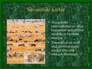Savannide kaitse
• Troopilistel
rohttasanditel on välja
kujunenud spetsiifiline
taimede ja loomade
maailm.
• Tänapäeval on need
alad tsivilisatsiooni
arengu tõttu üha
rohkem ohustatud.
 