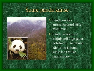 Suure panda kaitse
• Panda on üks
enimohustatud liike
maailmas
• Panda arvukusele
mõjub eelkõige tema
põhitoidu – bambuse
hävimine ja tema
suhteliselt väike
sigimissoov.
 