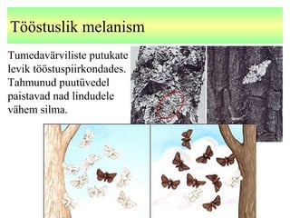 Tööstuslik melanism
Tumedavärviliste putukate
levik tööstuspiirkondades.
Tahmunud puutüvedel
paistavad nad lindudele
vähem silma.
 