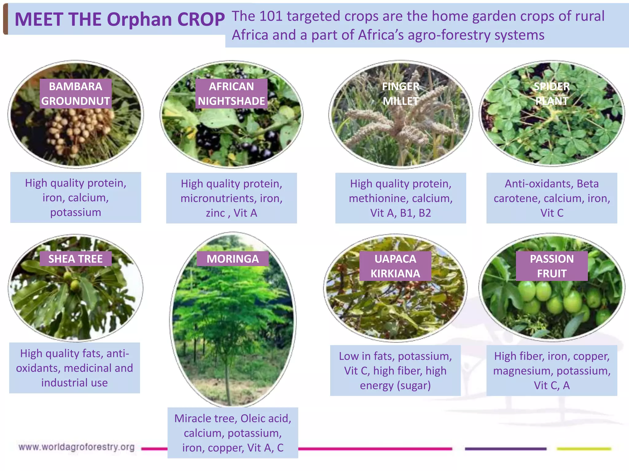 MEET THE Orphan CROPsSThe 101 targeted crops are the home garden crops of rural
Africa and a part of Africa’s agro-forestry systems
BAMBARA
GROUNDNUT
High quality protein,
iron, calcium,
potassium
High quality protein,
micronutrients, iron,
zinc , Vit A
AFRICAN
NIGHTSHADE
FINGER
MILLET
High quality protein,
methionine, calcium,
Vit A, B1, B2
SPIDER
PLANT
Anti-oxidants, Beta
carotene, calcium, iron,
Vit C
High quality fats, anti-
oxidants, medicinal and
industrial use
SHEA TREE MORINGA
Miracle tree, Oleic acid,
calcium, potassium,
iron, copper, Vit A, C
UAPACA
KIRKIANA
Low in fats, potassium,
Vit C, high fiber, high
energy (sugar)
PASSION
FRUIT
High fiber, iron, copper,
magnesium, potassium,
Vit C, A
 