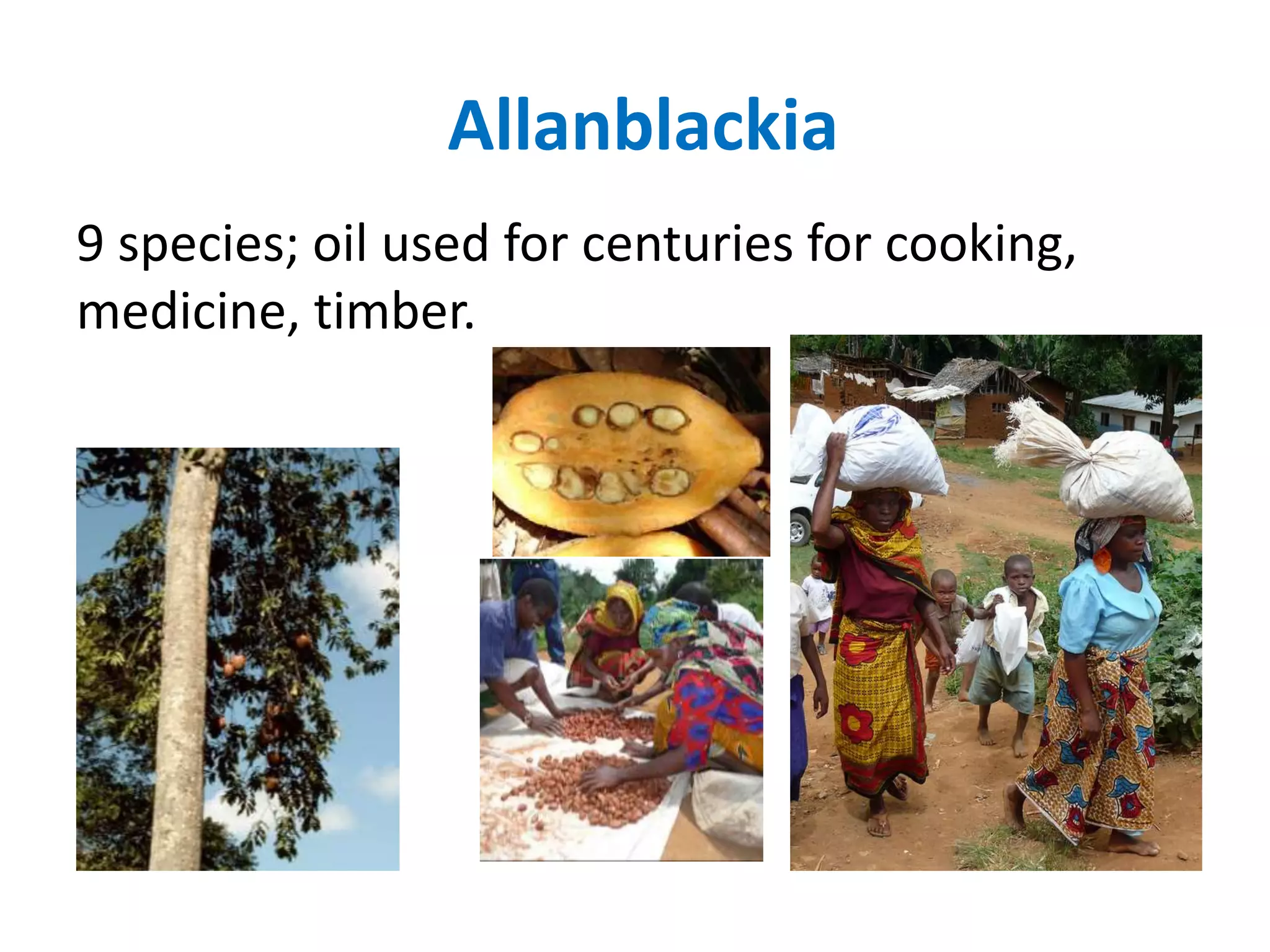Allanblackia
9 species; oil used for centuries for cooking,
medicine, timber.
 