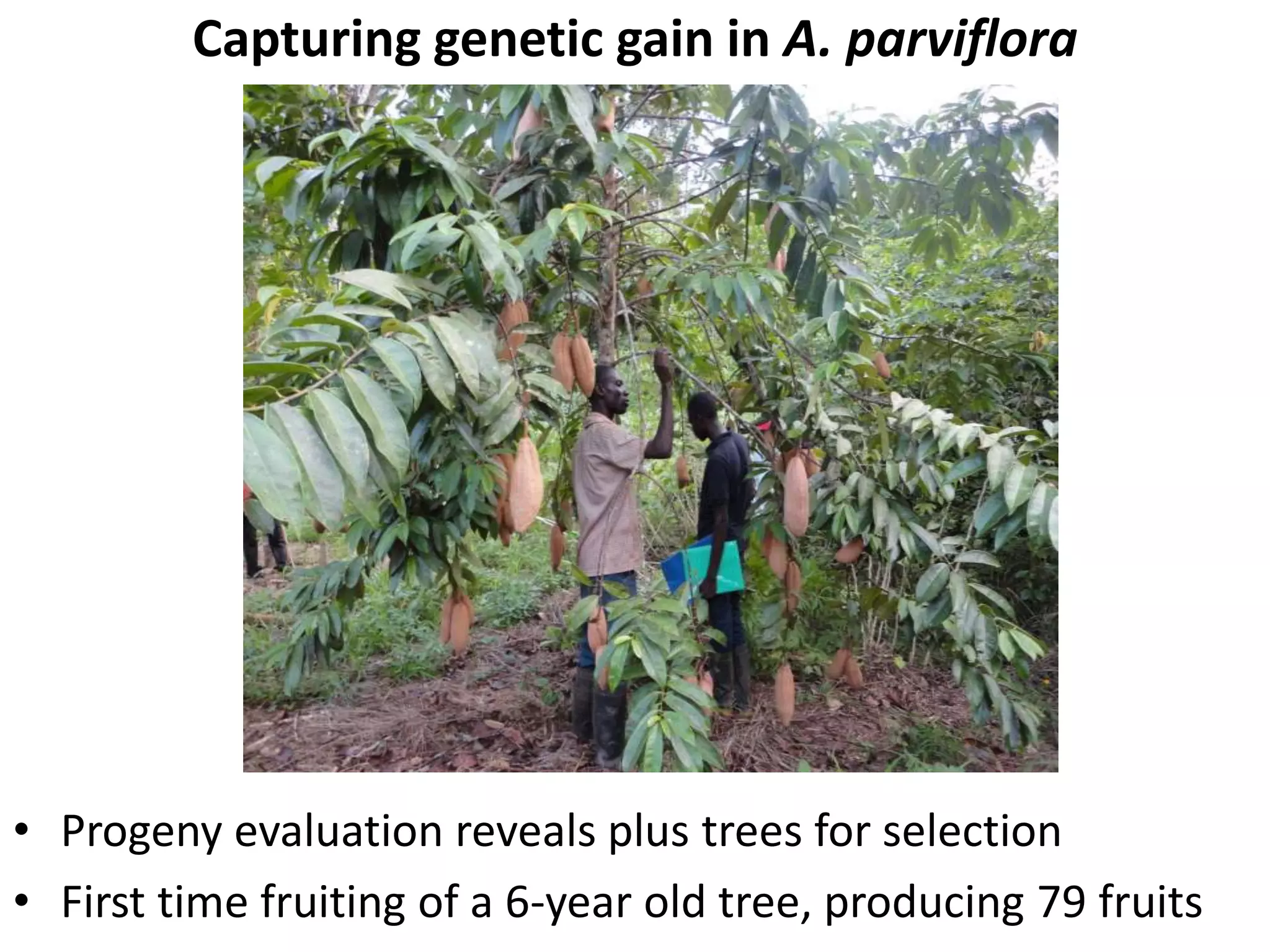 Capturing genetic gain in A. parviflora
• Progeny evaluation reveals plus trees for selection
• First time fruiting of a 6-year old tree, producing 79 fruits
 