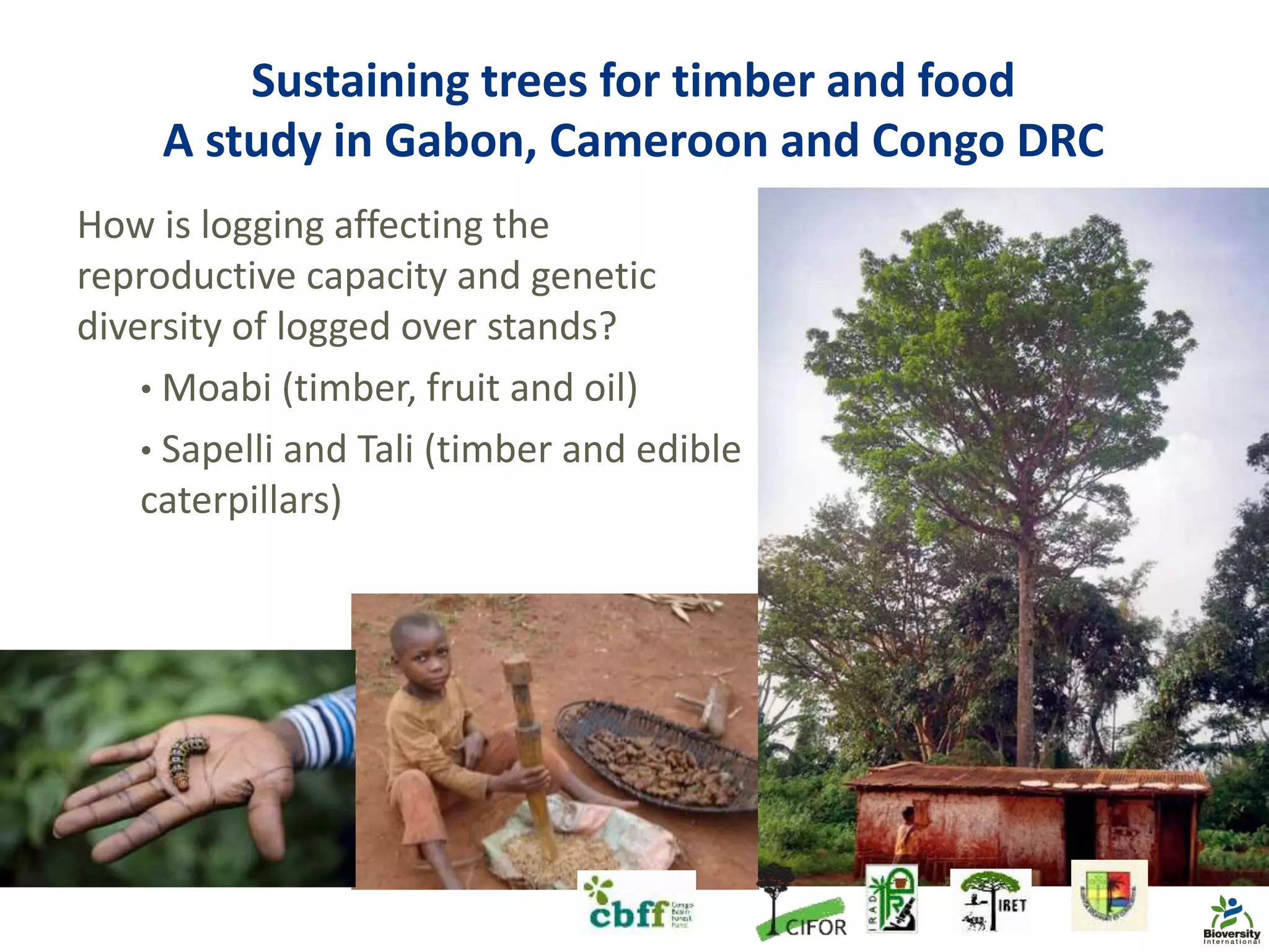 Sustaining trees for timber and food
A study in Gabon, Cameroon and Congo DRC
How is logging affecting the
reproductive capacity and genetic
diversity of logged over stands?
• Moabi (timber, fruit and oil)
• Sapelli and Tali (timber and edible
caterpillars)
• J.Tieguhong; Bioversity photo
• L.Snook Bioversity photo
 
