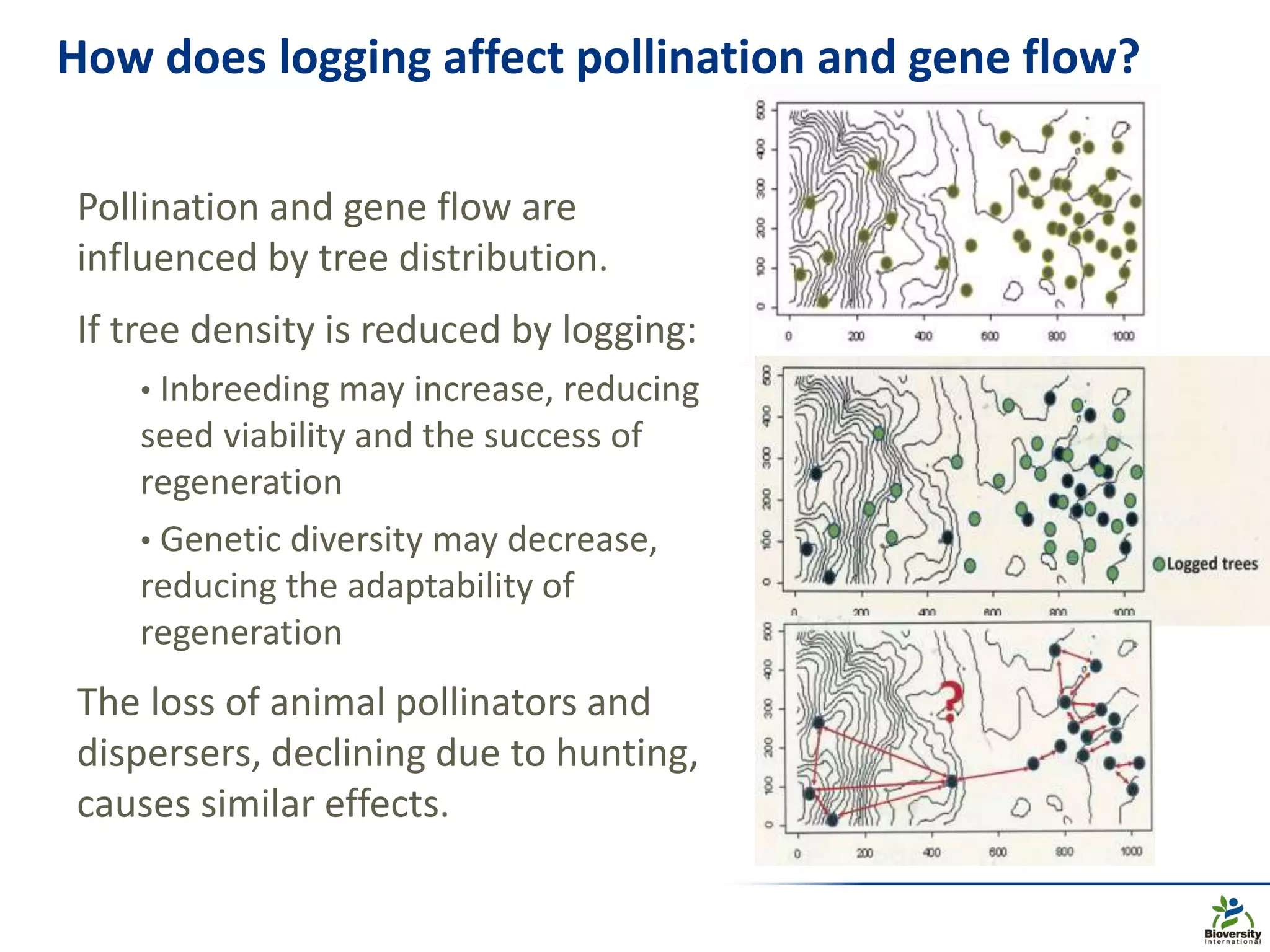 How does logging affect pollination and gene flow?
Pollination and gene flow are
influenced by tree distribution.
If tree density is reduced by logging:
• Inbreeding may increase, reducing
seed viability and the success of
regeneration
• Genetic diversity may decrease,
reducing the adaptability of
regeneration
The loss of animal pollinators and
dispersers, declining due to hunting,
causes similar effects.
 