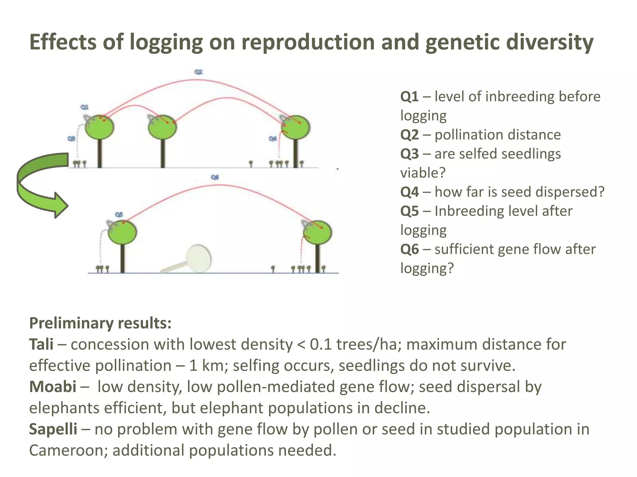 Effects of logging on reproduction and genetic diversity
Q1 – level of inbreeding before
logging
Q2 – pollination distance
Q3 – are selfed seedlings
viable?
Q4 – how far is seed dispersed?
Q5 – Inbreeding level after
logging
Q6 – sufficient gene flow after
logging?
Preliminary results:
Tali – concession with lowest density < 0.1 trees/ha; maximum distance for
effective pollination – 1 km; selfing occurs, seedlings do not survive.
Moabi – low density, low pollen-mediated gene flow; seed dispersal by
elephants efficient, but elephant populations in decline.
Sapelli – no problem with gene flow by pollen or seed in studied population in
Cameroon; additional populations needed.
 