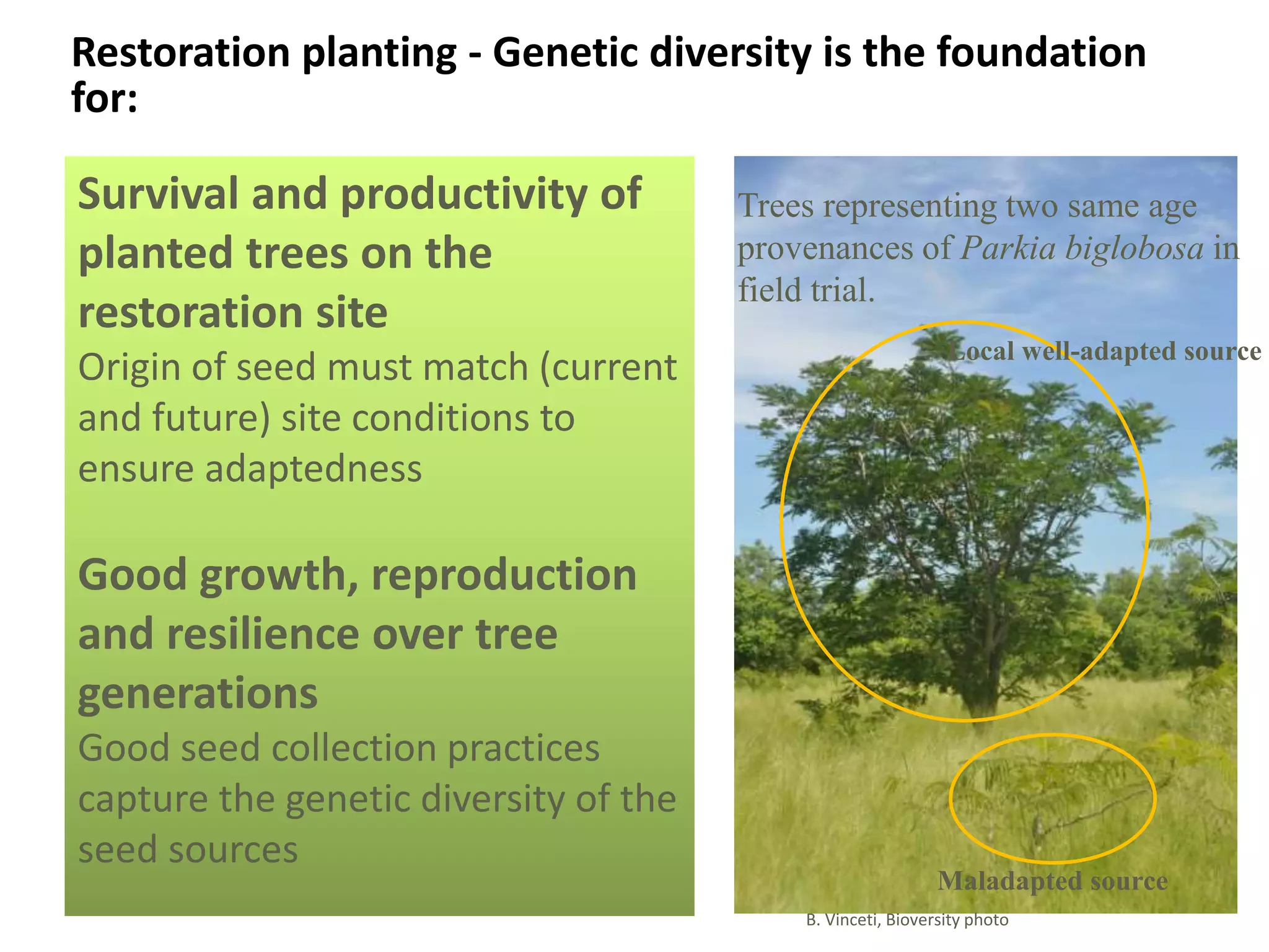 Survival and productivity of
planted trees on the
restoration site
Origin of seed must match (current
and future) site conditions to
ensure adaptedness
Good growth, reproduction
and resilience over tree
generations
Good seed collection practices
capture the genetic diversity of the
seed sources
Restoration planting - Genetic diversity is the foundation
for:
Trees representing two same age
provenances of Parkia biglobosa in
field trial.
Maladapted source
Local well-adapted source
B. Vinceti, Bioversity photo
 