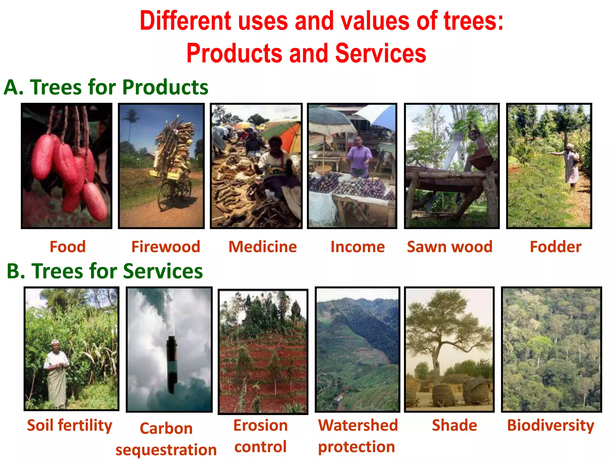 Different uses and values of trees:
Products and Services
B. Trees for Services
A. Trees for Products
Food Firewood Medicine Income Sawn wood Fodder
Soil fertility Carbon
sequestration
Erosion
control
Watershed
protection
Shade Biodiversity
 