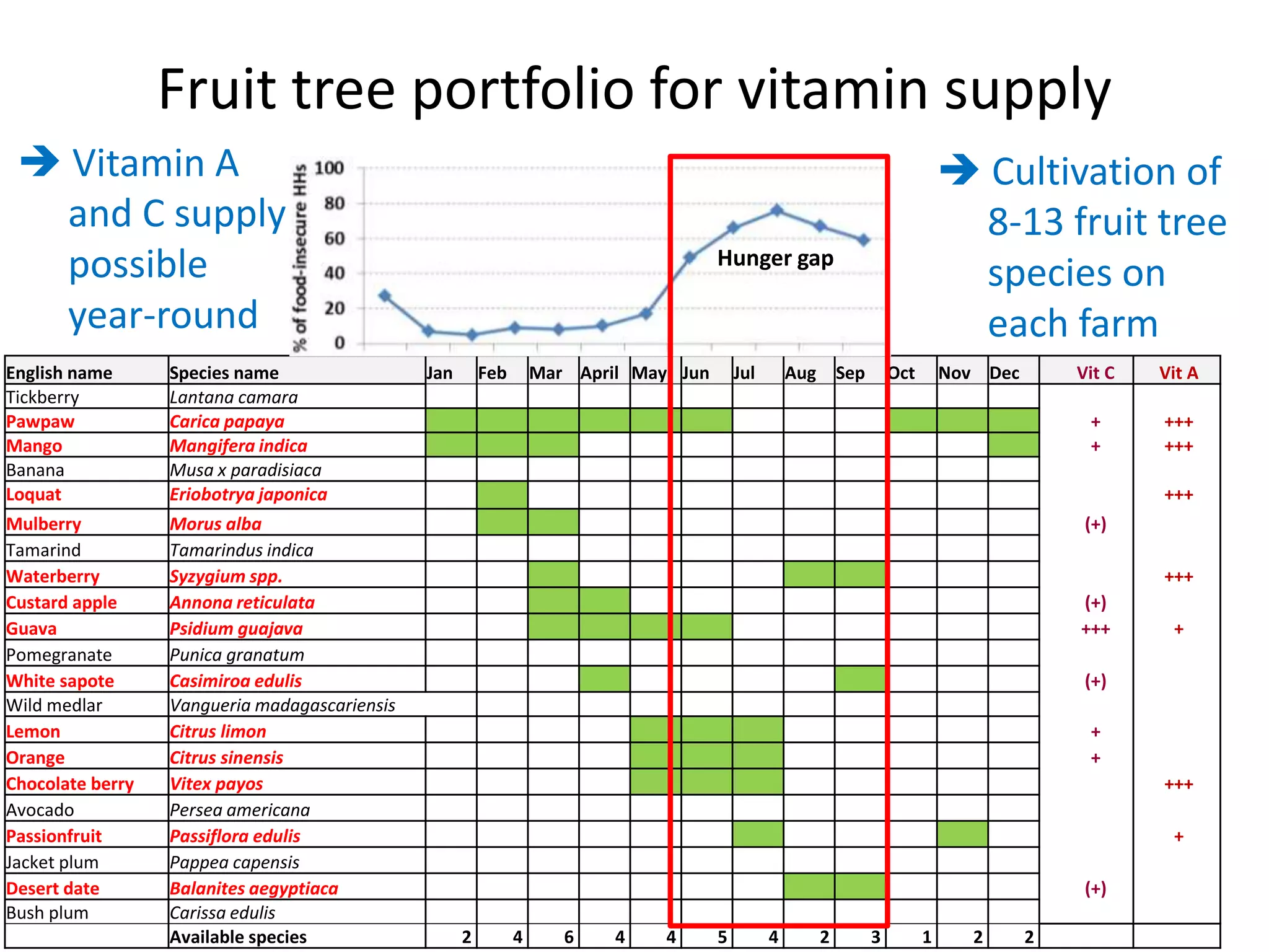 English name Species name Jan Feb Mar April May Jun Jul Aug Sep Oct Nov Dec Vit C Vit A
Tickberry Lantana camara
Pawpaw Carica papaya + +++
Mango Mangifera indica + +++
Banana Musa x paradisiaca
Loquat Eriobotrya japonica +++
Mulberry Morus alba (+)
Tamarind Tamarindus indica
Waterberry Syzygium spp. +++
Custard apple Annona reticulata (+)
Guava Psidium guajava +++ +
Pomegranate Punica granatum
White sapote Casimiroa edulis (+)
Wild medlar Vangueria madagascariensis
Lemon Citrus limon +
Orange Citrus sinensis +
Chocolate berry Vitex payos +++
Avocado Persea americana
Passionfruit Passiflora edulis +
Jacket plum Pappea capensis
Desert date Balanites aegyptiaca (+)
Bush plum Carissa edulis
Available species 2 4 6 4 4 5 4 2 3 1 2 2
Hunger gap
Fruit tree portfolio for vitamin supply
 Vitamin A
and C supply
possible
year-round
 Cultivation of
8-13 fruit tree
species on
each farm
 