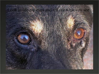 Look inside my eyes and tell me what you see 