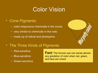 Looking Into The Eye | PPT