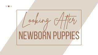 NEWBORN PUPPIES
Looking After
 