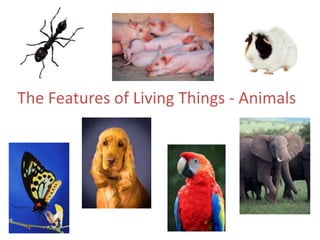 The Features of Living Things - Animals
 