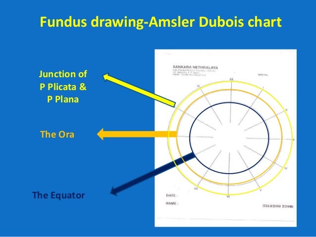 Modified Amsler Dubois Fundus Drawing Chart
