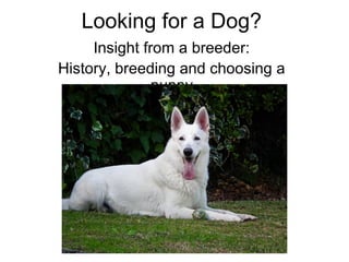 Looking for a Dog?
Insight from a breeder:
History, breeding and choosing a
puppy
 