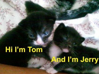 Hi I’m Tom And I’m Jerry 