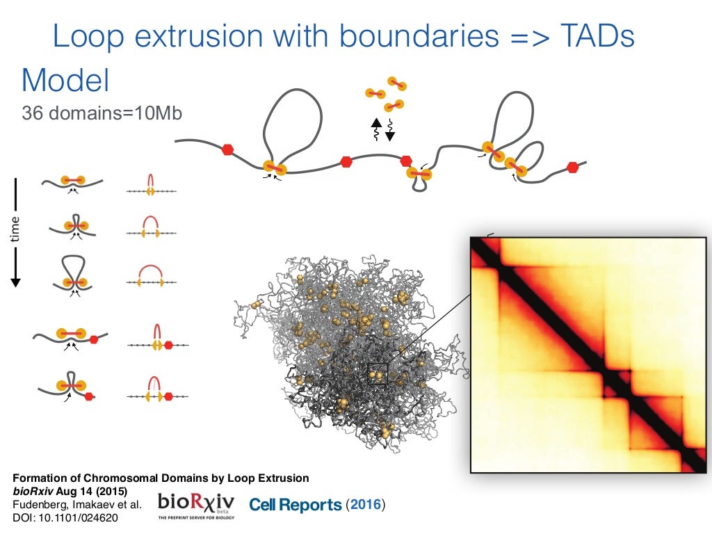 Genome folding by loop extrusion and compartmentalization
