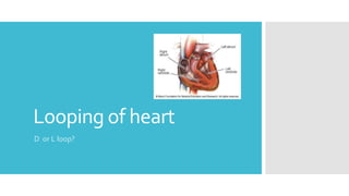 Looping of heart
D or L loop?

 