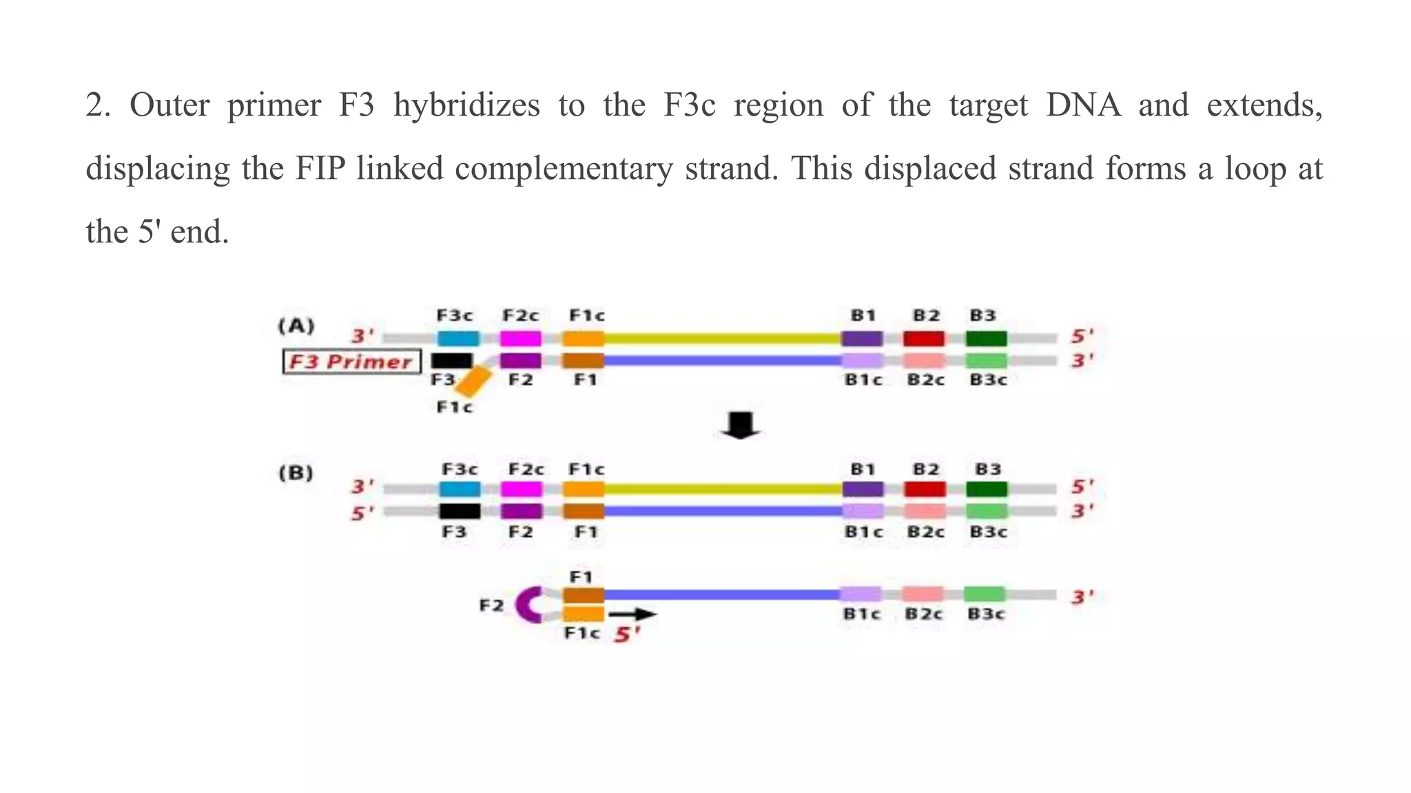 2. Outer primer F3 hybridizes to the F3c region of the target DNA and extends,
displacing the FIP linked complementary strand. This displaced strand forms a loop at
the 5' end.
 