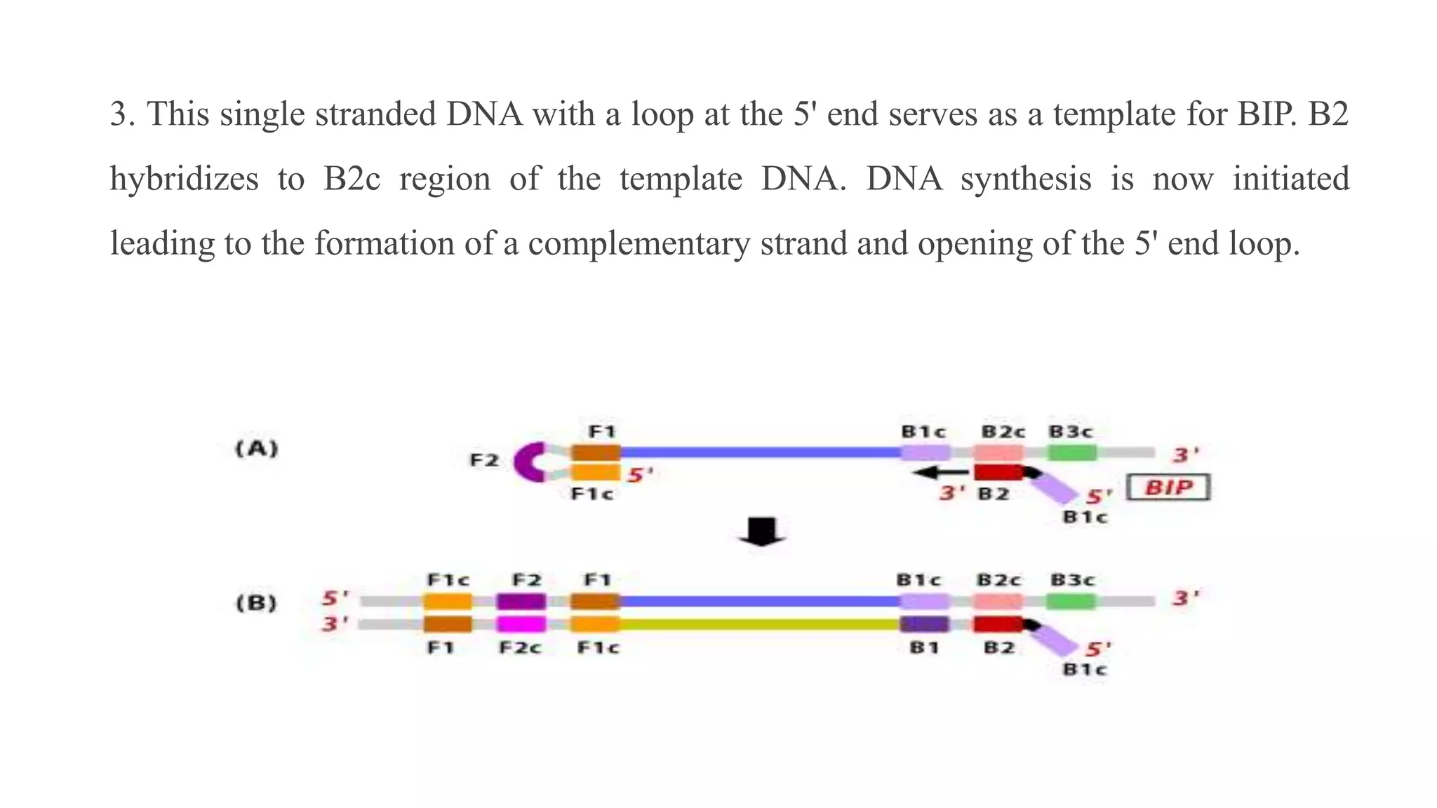 3. This single stranded DNA with a loop at the 5' end serves as a template for BIP. B2
hybridizes to B2c region of the template DNA. DNA synthesis is now initiated
leading to the formation of a complementary strand and opening of the 5' end loop.
 