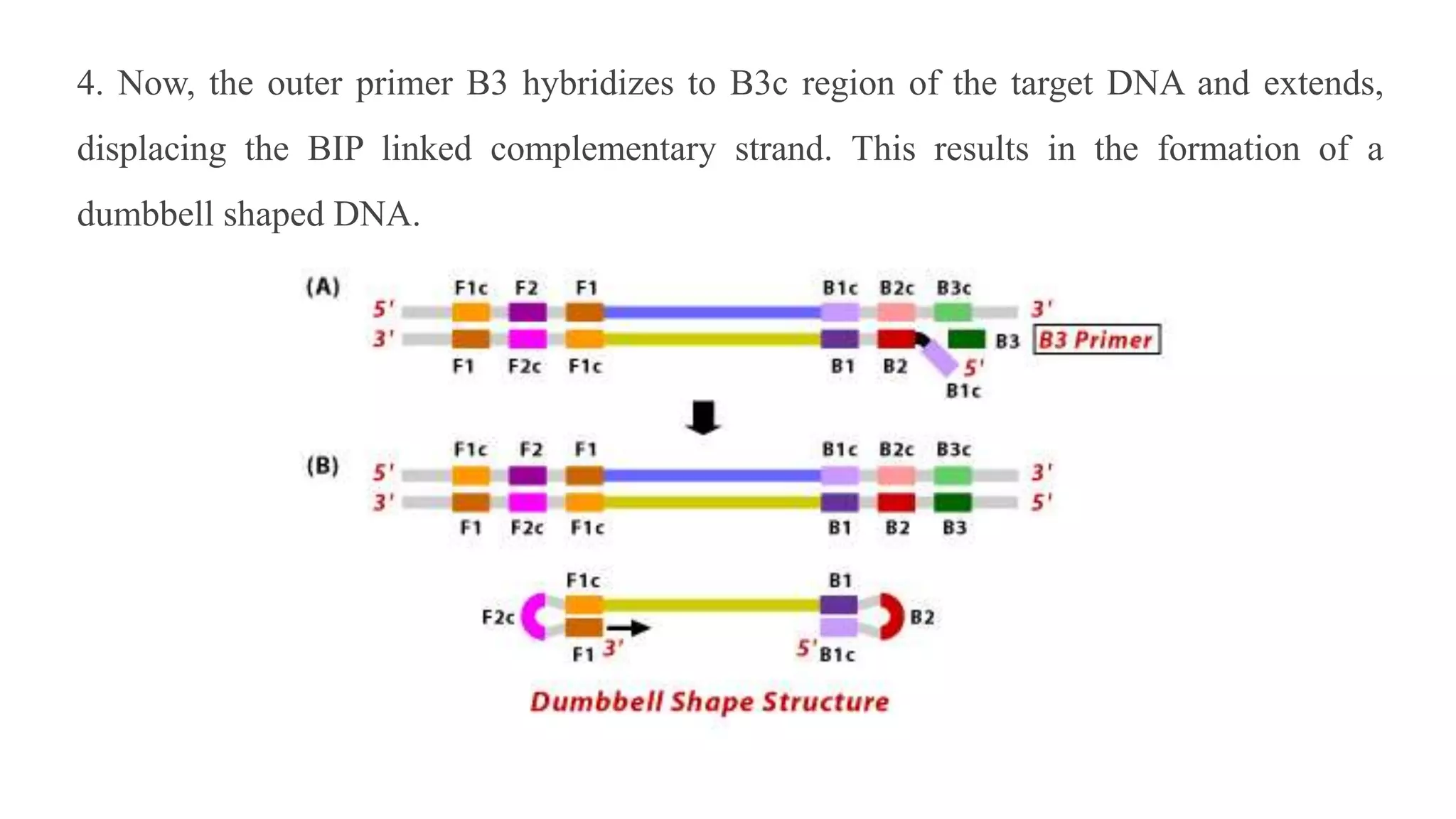 4. Now, the outer primer B3 hybridizes to B3c region of the target DNA and extends,
displacing the BIP linked complementary strand. This results in the formation of a
dumbbell shaped DNA.
 