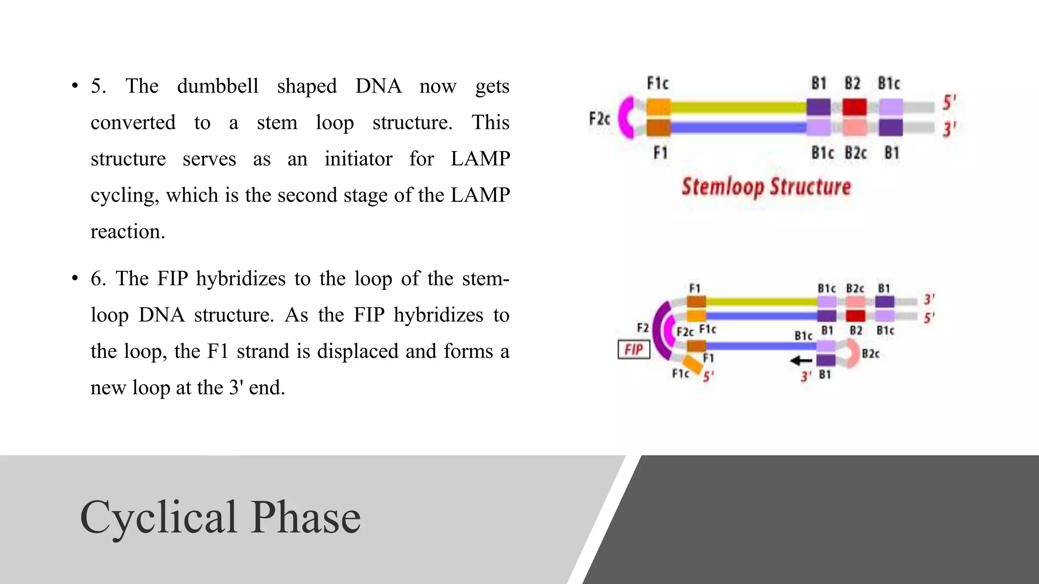 Cyclical Phase
• 5. The dumbbell shaped DNA now gets
converted to a stem loop structure. This
structure serves as an initiator for LAMP
cycling, which is the second stage of the LAMP
reaction.
• 6. The FIP hybridizes to the loop of the stem-
loop DNA structure. As the FIP hybridizes to
the loop, the F1 strand is displaced and forms a
new loop at the 3' end.
 
