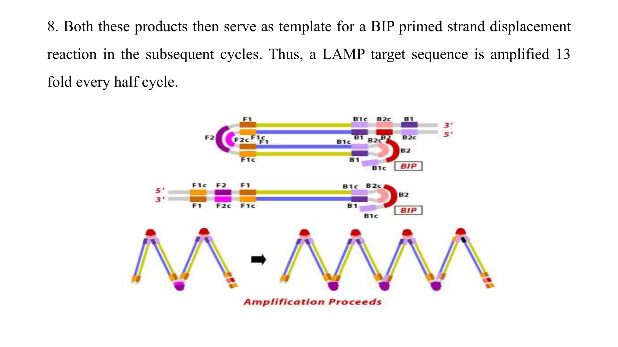 8. Both these products then serve as template for a BIP primed strand displacement
reaction in the subsequent cycles. Thus, a LAMP target sequence is amplified 13
fold every half cycle.
 