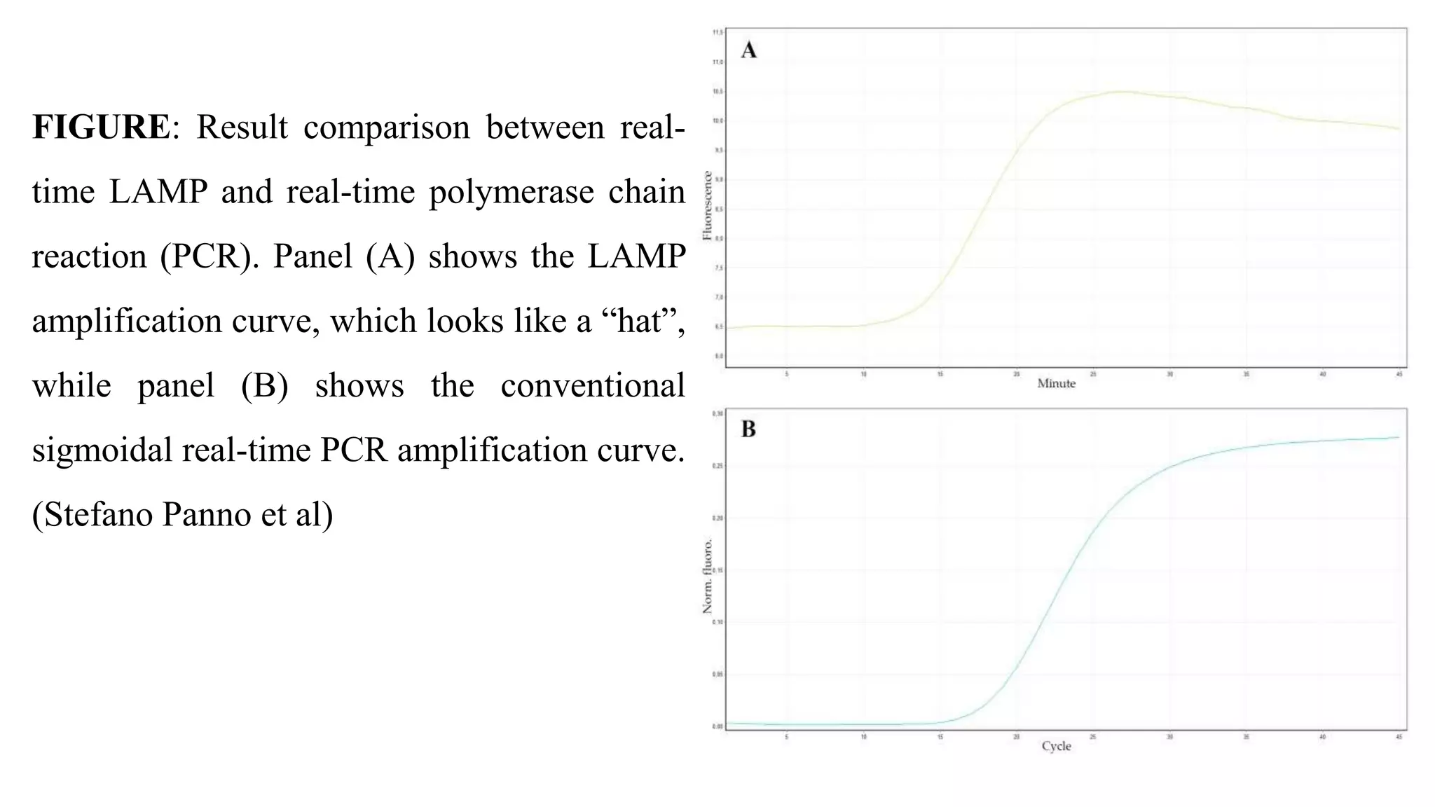 FIGURE: Result comparison between real-
time LAMP and real-time polymerase chain
reaction (PCR). Panel (A) shows the LAMP
amplification curve, which looks like a “hat”,
while panel (B) shows the conventional
sigmoidal real-time PCR amplification curve.
(Stefano Panno et al)
 