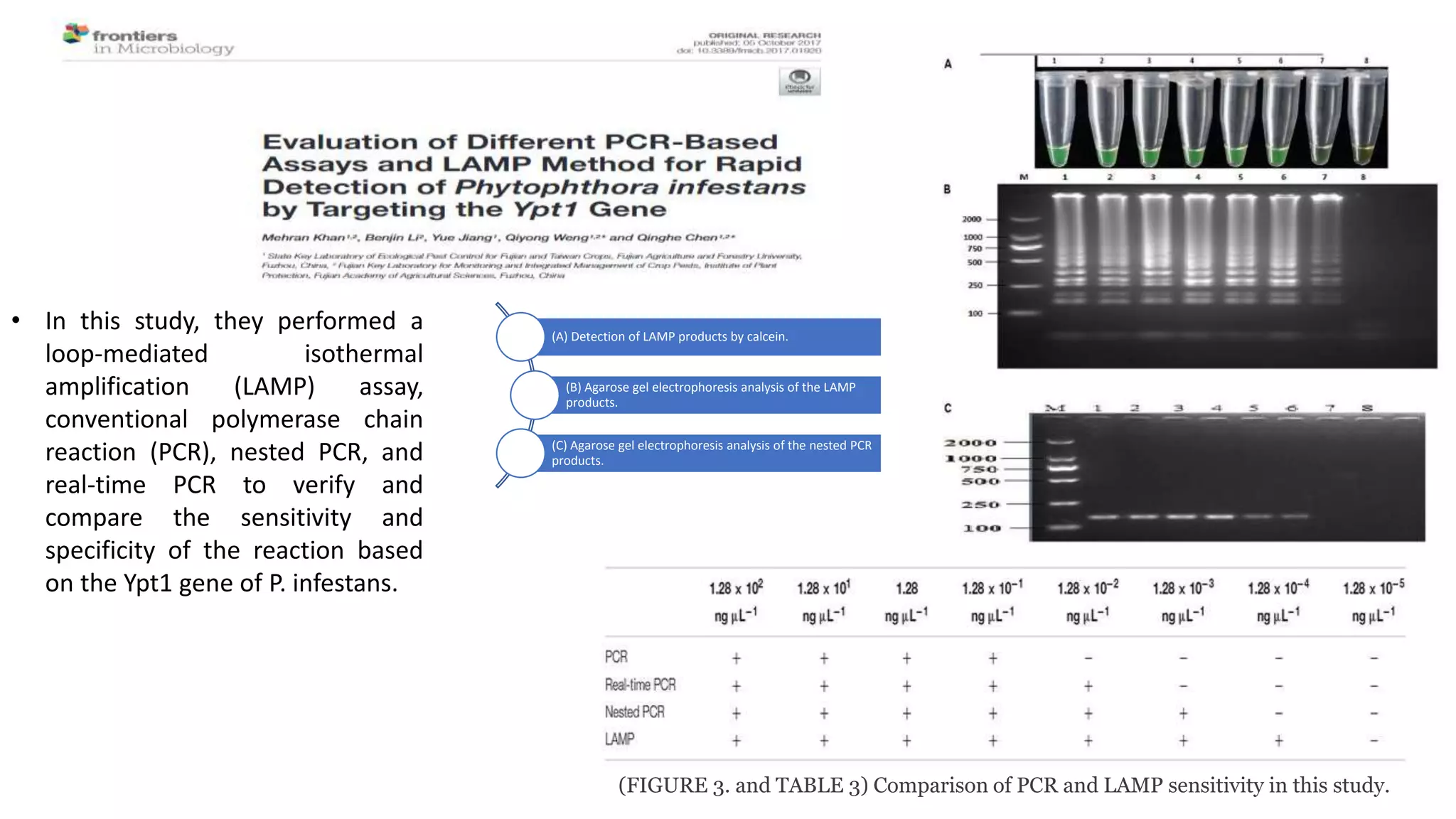 • In this study, they performed a
loop-mediated isothermal
amplification (LAMP) assay,
conventional polymerase chain
reaction (PCR), nested PCR, and
real-time PCR to verify and
compare the sensitivity and
specificity of the reaction based
on the Ypt1 gene of P. infestans.
(FIGURE 3. and TABLE 3) Comparison of PCR and LAMP sensitivity in this study.
(A) Detection of LAMP products by calcein.
(B) Agarose gel electrophoresis analysis of the LAMP
products.
(C) Agarose gel electrophoresis analysis of the nested PCR
products.
 