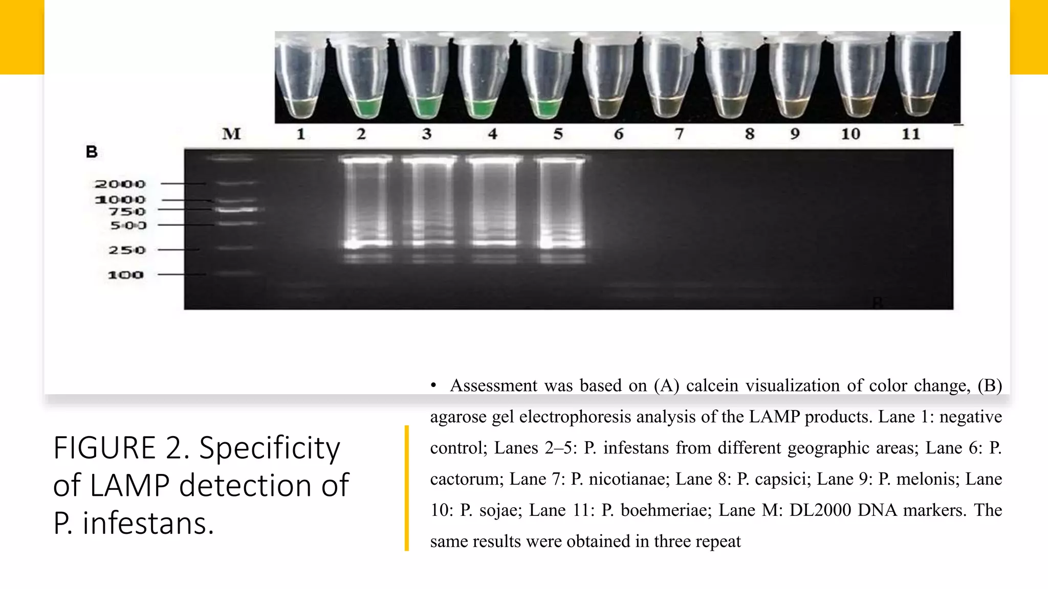 FIGURE 2. Specificity
of LAMP detection of
P. infestans.
• Assessment was based on (A) calcein visualization of color change, (B)
agarose gel electrophoresis analysis of the LAMP products. Lane 1: negative
control; Lanes 2–5: P. infestans from different geographic areas; Lane 6: P.
cactorum; Lane 7: P. nicotianae; Lane 8: P. capsici; Lane 9: P. melonis; Lane
10: P. sojae; Lane 11: P. boehmeriae; Lane M: DL2000 DNA markers. The
same results were obtained in three repeat
 