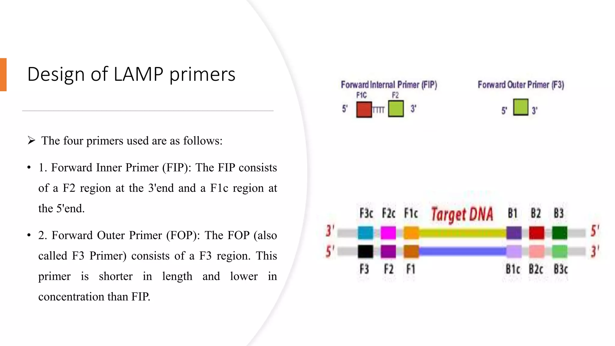 Design of LAMP primers
 The four primers used are as follows:
• 1. Forward Inner Primer (FIP): The FIP consists
of a F2 region at the 3'end and a F1c region at
the 5'end.
• 2. Forward Outer Primer (FOP): The FOP (also
called F3 Primer) consists of a F3 region. This
primer is shorter in length and lower in
concentration than FIP.
 