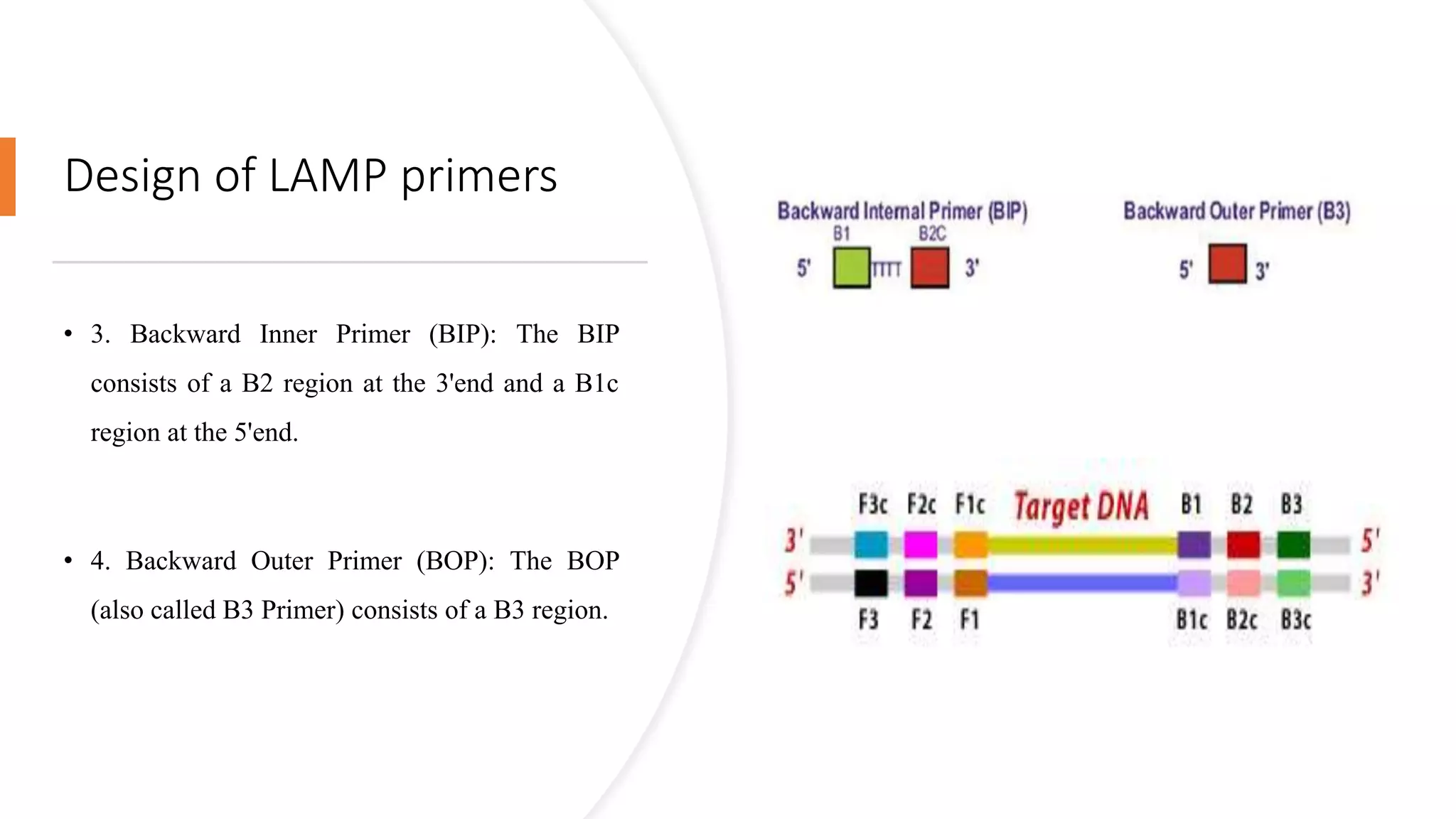 Design of LAMP primers
• 3. Backward Inner Primer (BIP): The BIP
consists of a B2 region at the 3'end and a B1c
region at the 5'end.
• 4. Backward Outer Primer (BOP): The BOP
(also called B3 Primer) consists of a B3 region.
 