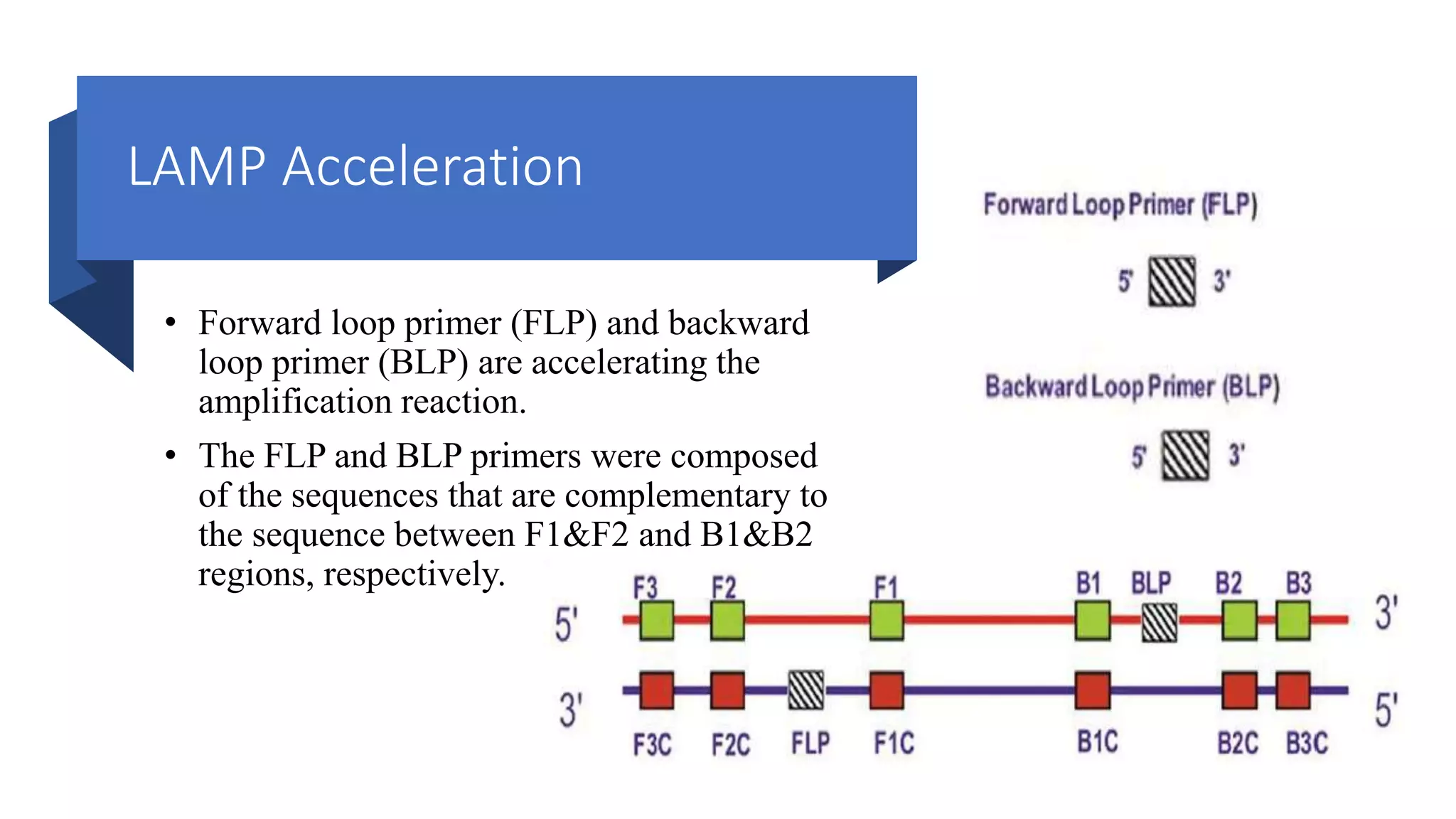 LAMP Acceleration
• Forward loop primer (FLP) and backward
loop primer (BLP) are accelerating the
amplification reaction.
• The FLP and BLP primers were composed
of the sequences that are complementary to
the sequence between F1&F2 and B1&B2
regions, respectively.
 