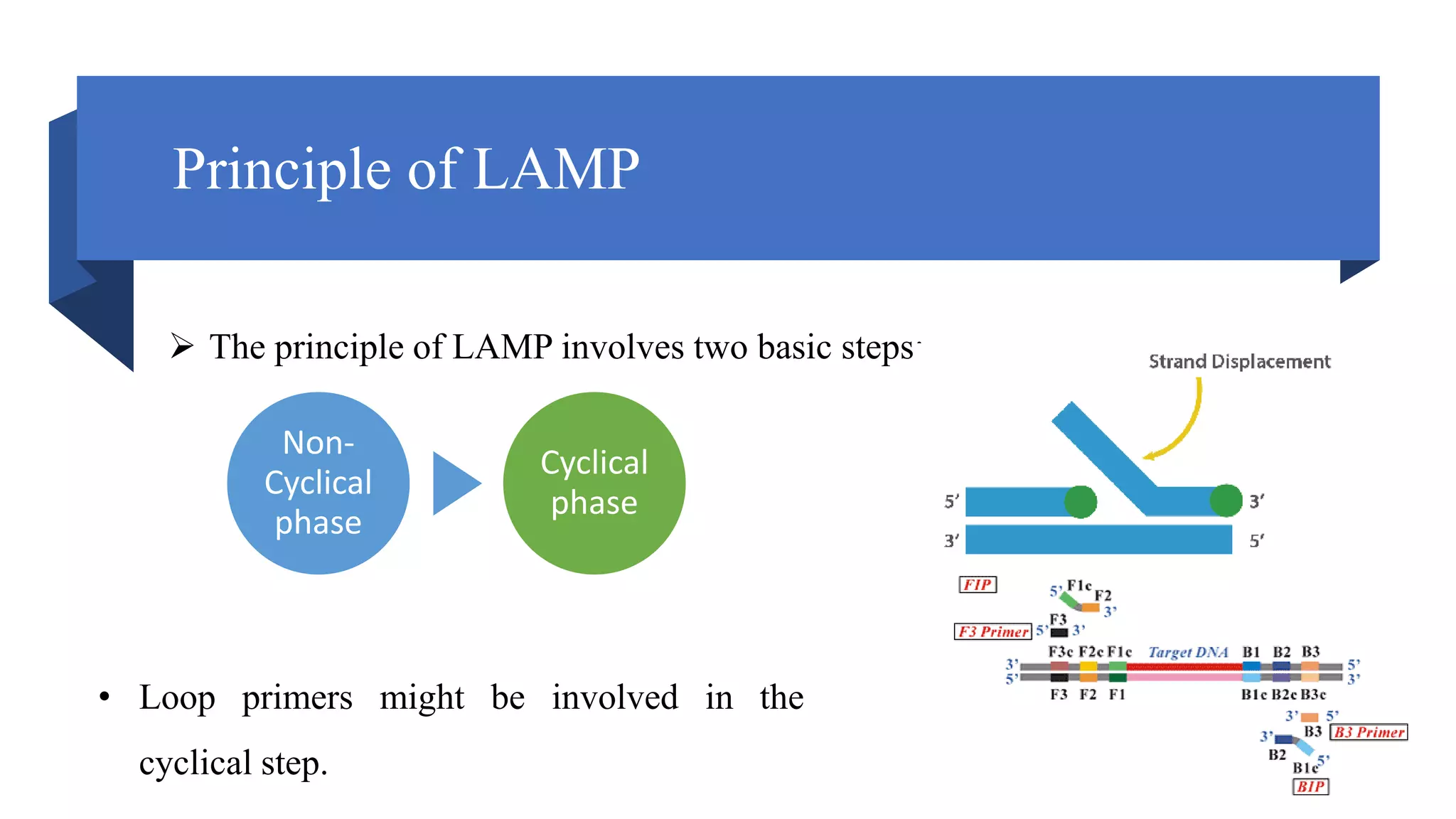 Principle of LAMP
Non-
Cyclical
phase
Cyclical
phase
 The principle of LAMP involves two basic steps:
• Loop primers might be involved in the
cyclical step.
 