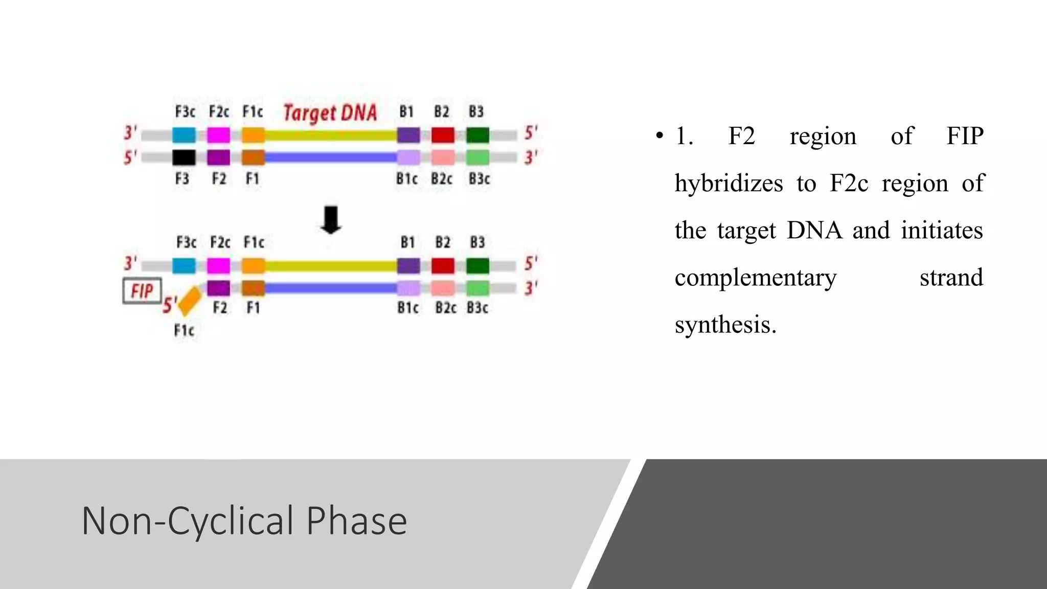 Non-Cyclical Phase
• 1. F2 region of FIP
hybridizes to F2c region of
the target DNA and initiates
complementary strand
synthesis.
 